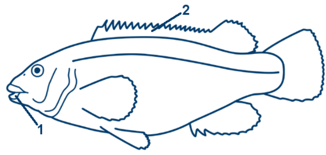 Gefleckter Lippfisch schematische Zeichnung