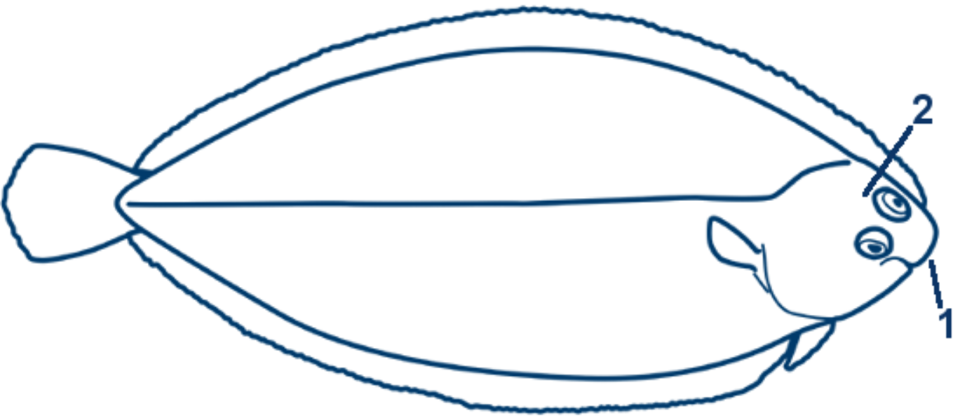 Gemeine Seezunge schematische Zeichnung