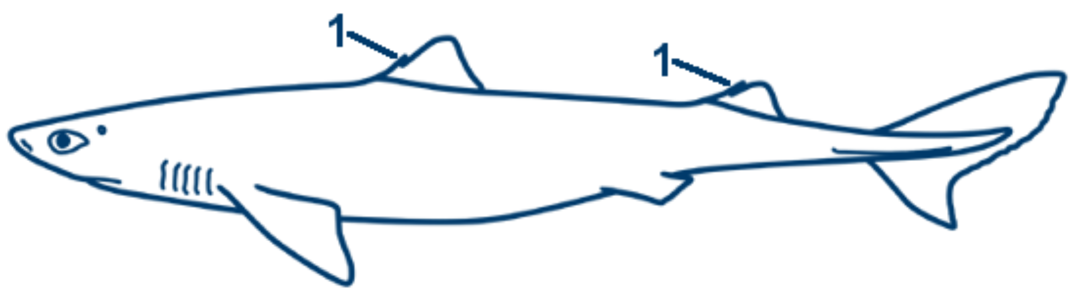 Gemeiner Dornhai schematische Zeichnung