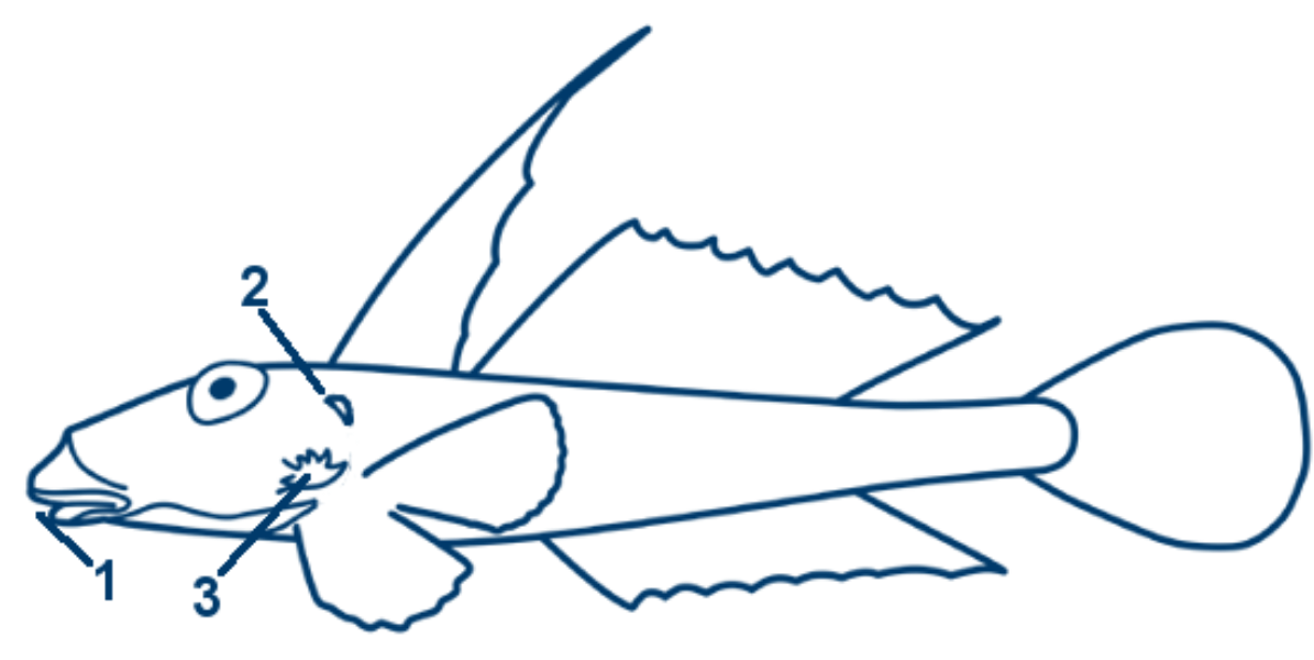 Gestreifeter Leierfisch schematische Zeichnung