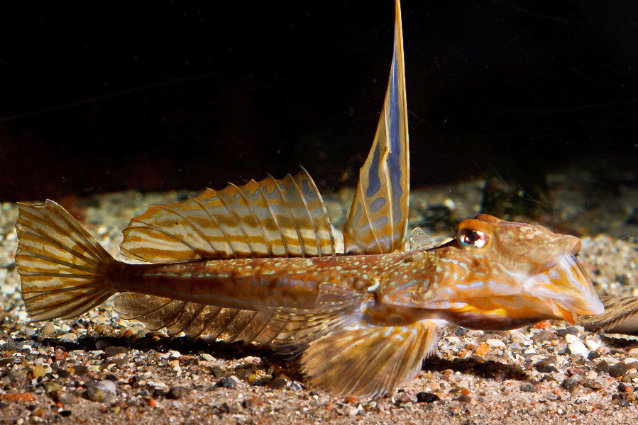 Gestreifeter Leierfisch in Seitenansicht