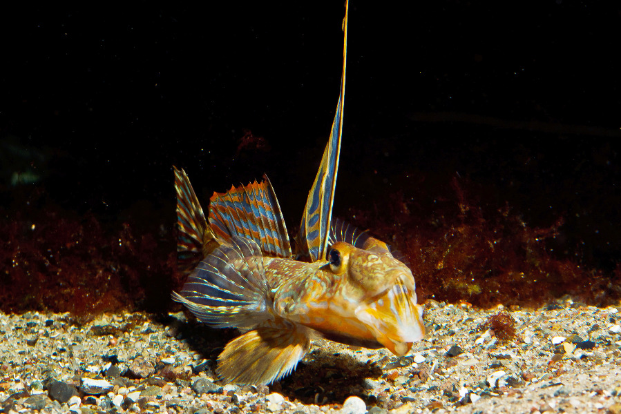 Gestreifeter Leierfisch von vorne