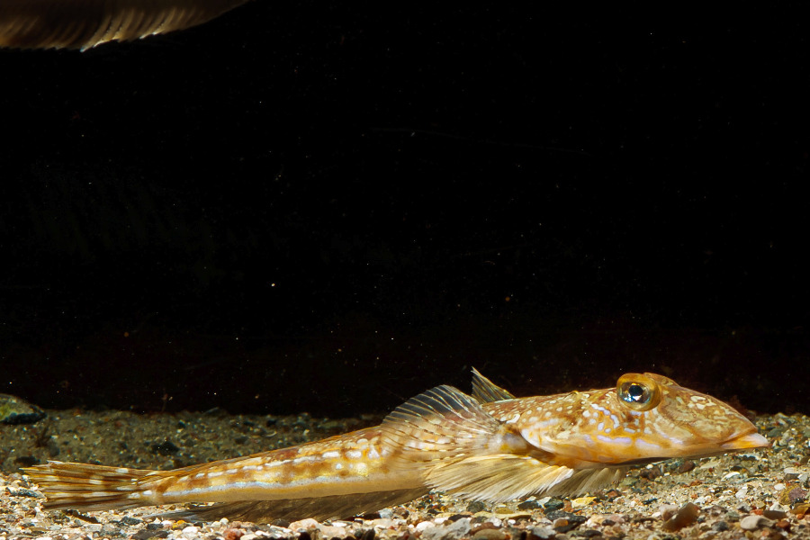 Gestreifeter Leierfisch in Seitenansicht