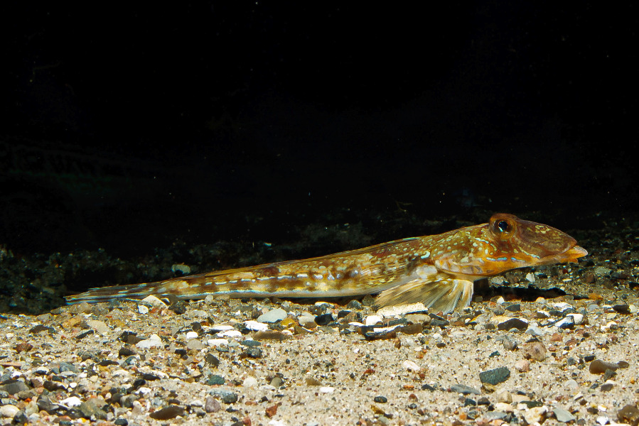 Gestreifeter Leierfisch in Seitenansicht