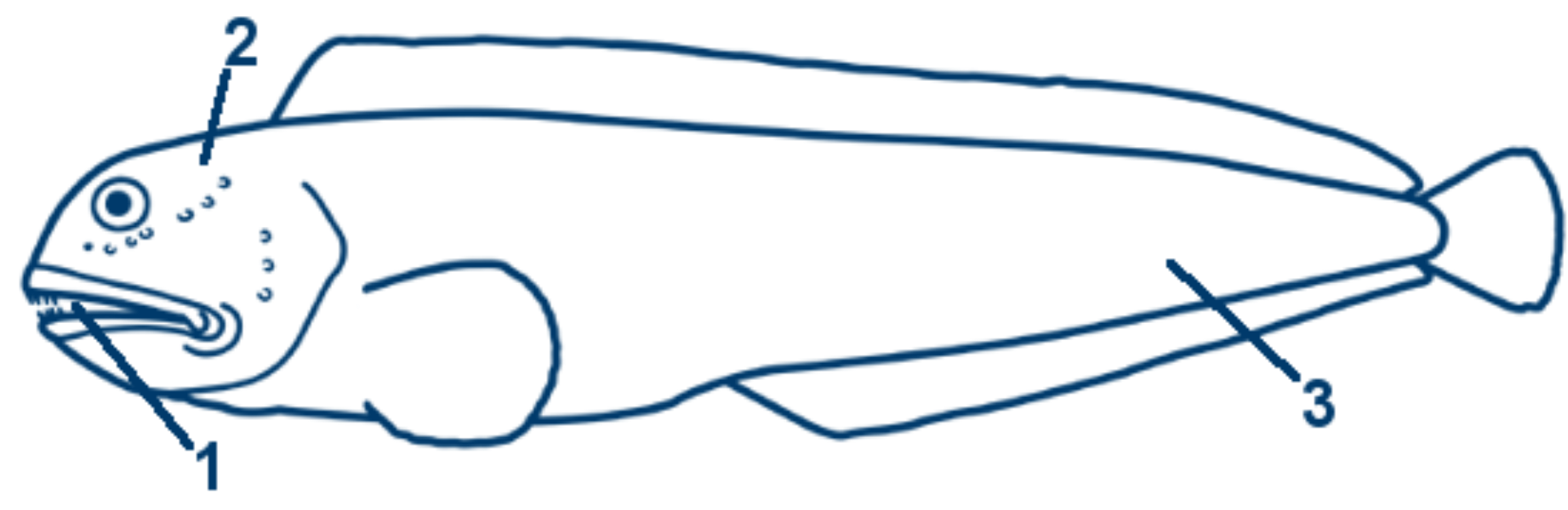 Gestreifter Seewolf schematische Zeichnung