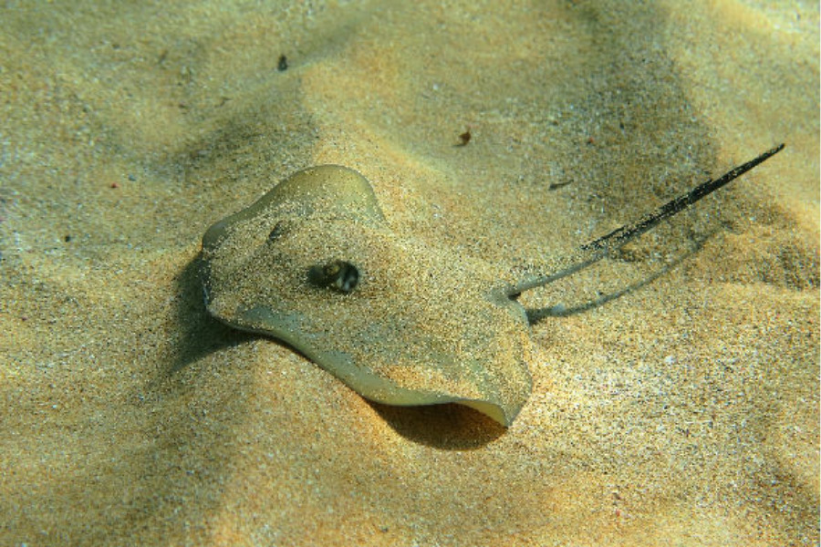 Gewöhnlicher Stechrochen versteckt im Sand