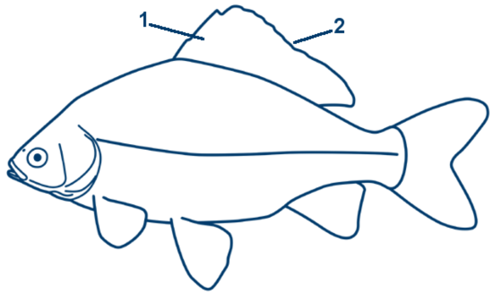 Giebel schematische Zeichnung