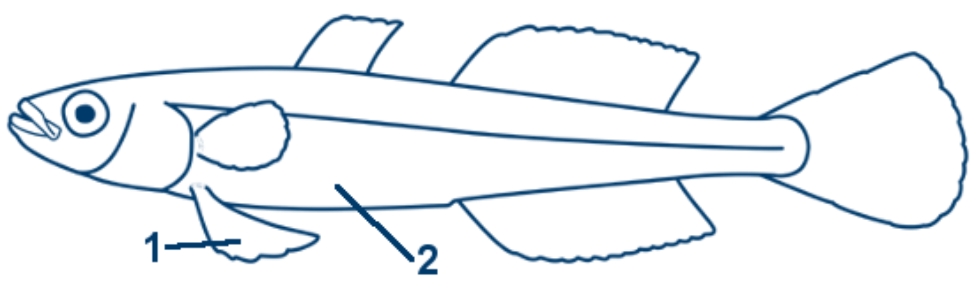 Glasgrundel schematische Zeichnung