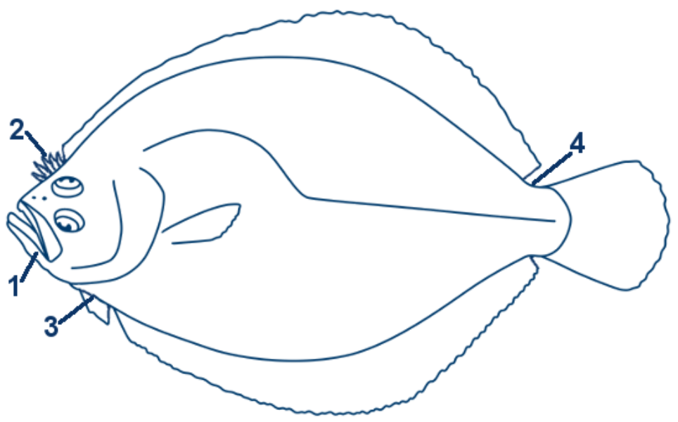 Glattbutt schematische Zeichnung