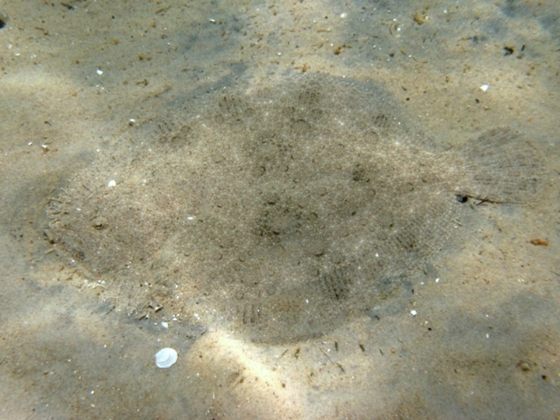 Glattbutt im Sand liegend