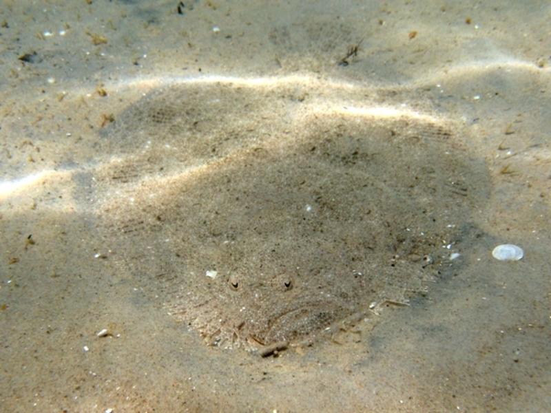 Glattbutt im Sand liegend