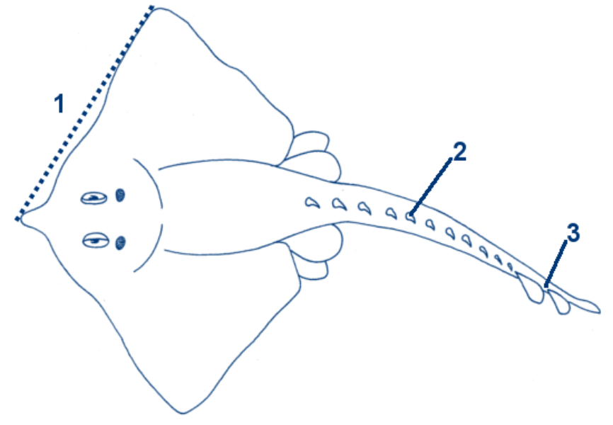 Glattrochen schematische Zeichnung