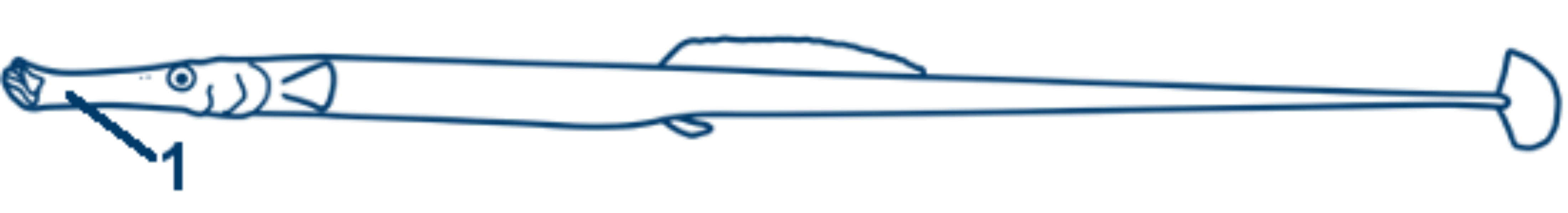 Grasnadel schematische Zeichnung