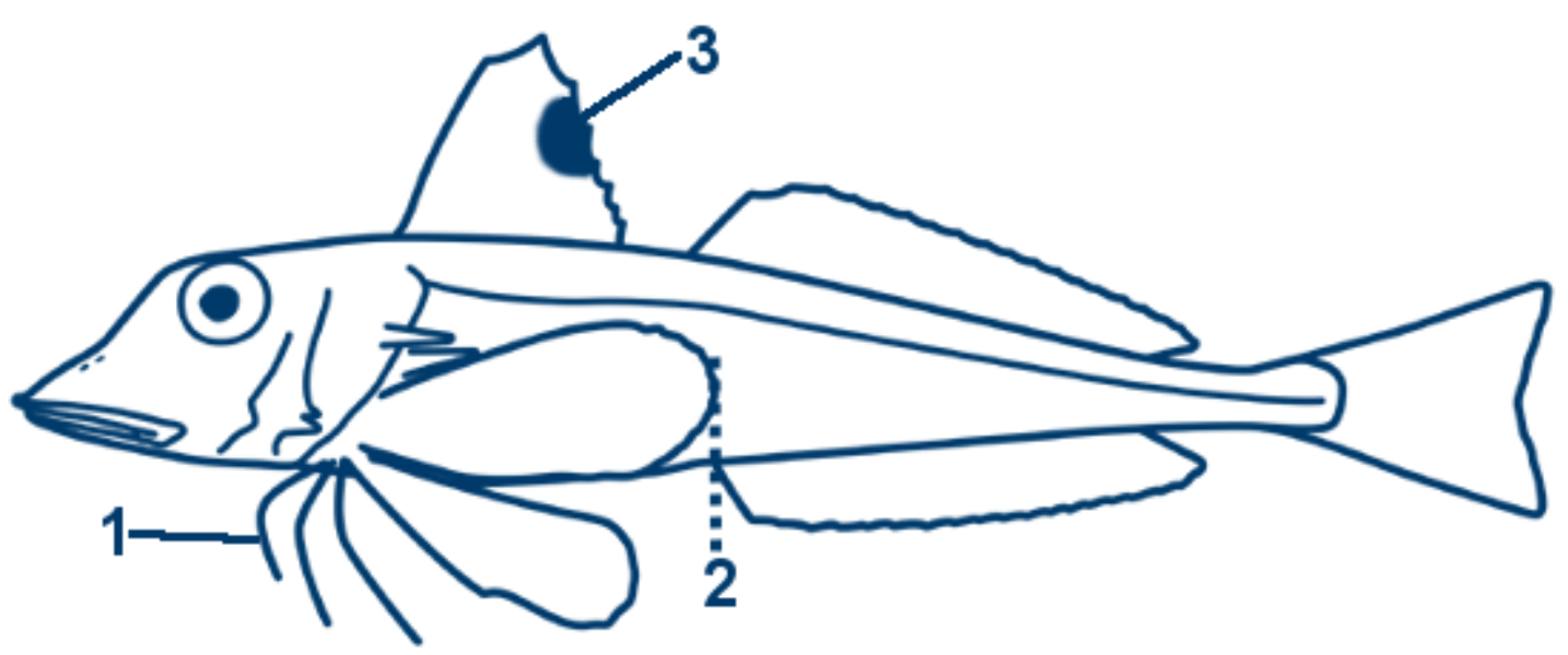 Grauer Knurrhahn schematische Zeichnung