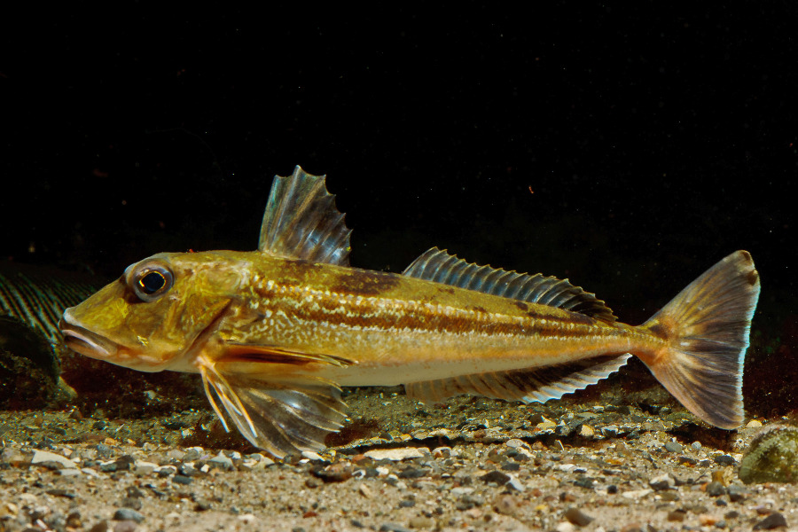 Grauer Knurrhahn in Seitenansicht