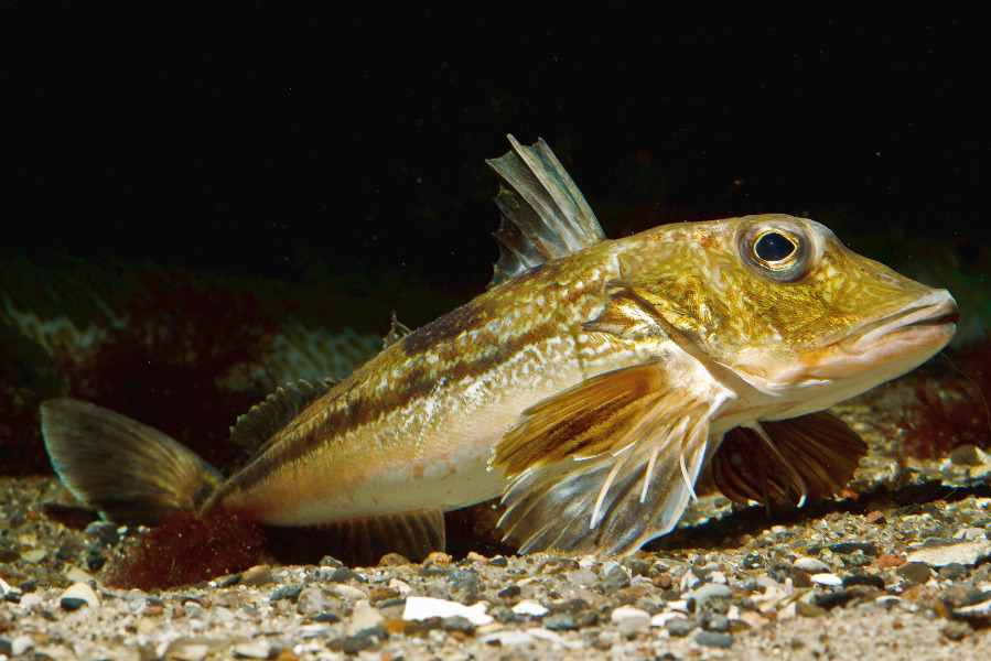 Grauer Knurrhahn in Seitenansicht