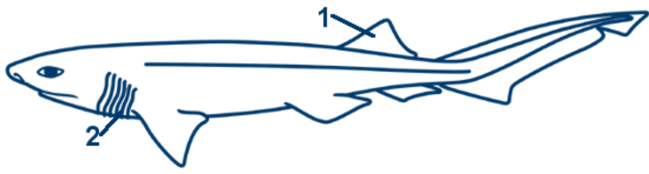 Grauhai schematische Zeichnung