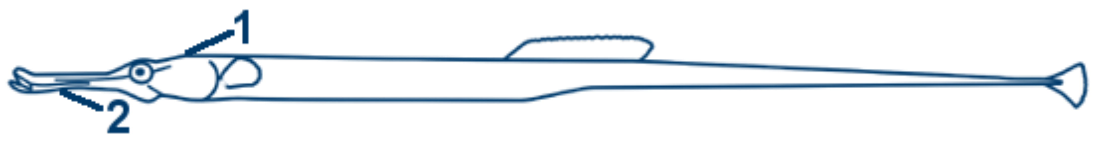 XXX schematische Zeichnung