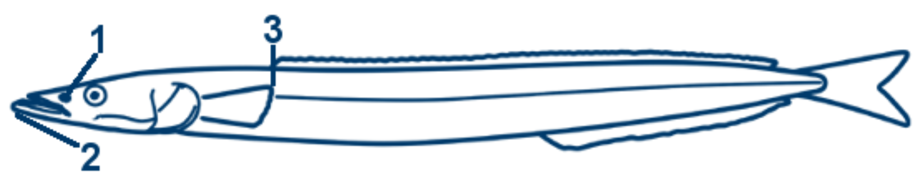 Grosser Sandaal schematische Zeichnung