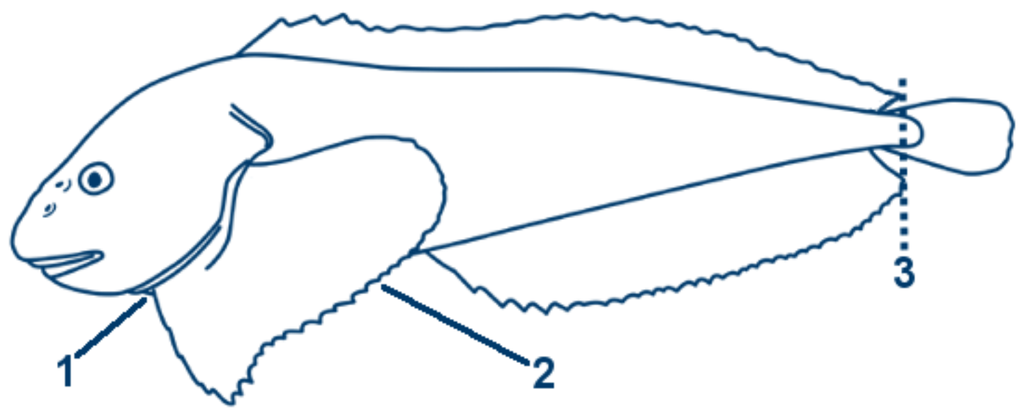 Großer Scheibenbauch schematische Zeichnung