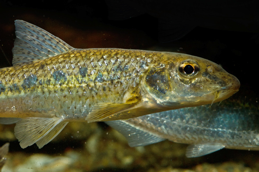 Gründling - vorderer Köper in Seitenansicht (Nahaufnahme)