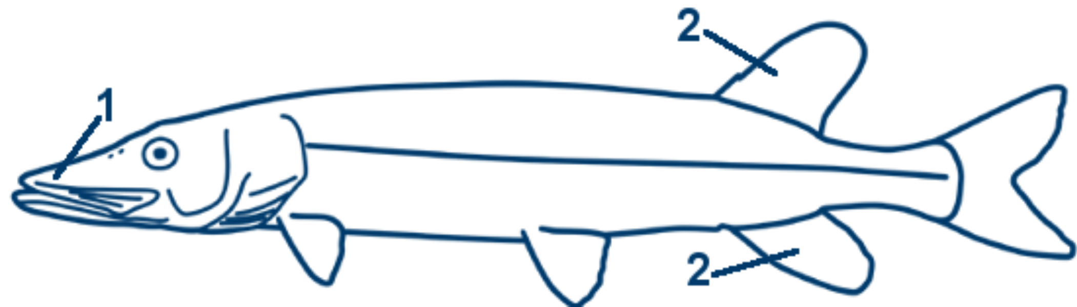 Hecht schematische Zeichnung