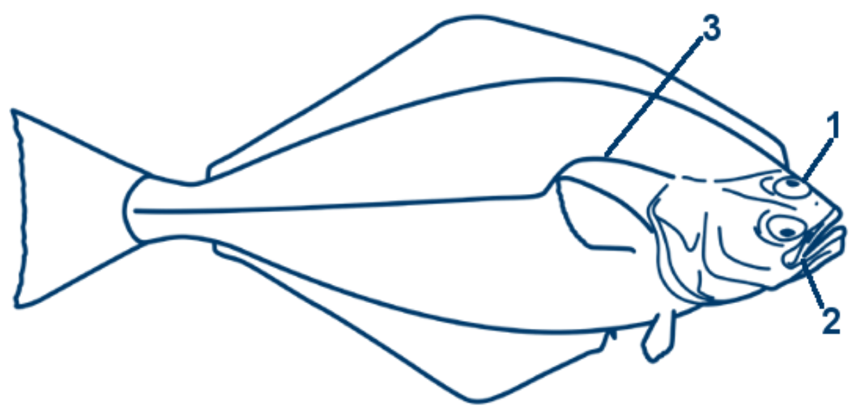 Heilbutt schematische Zeichnung