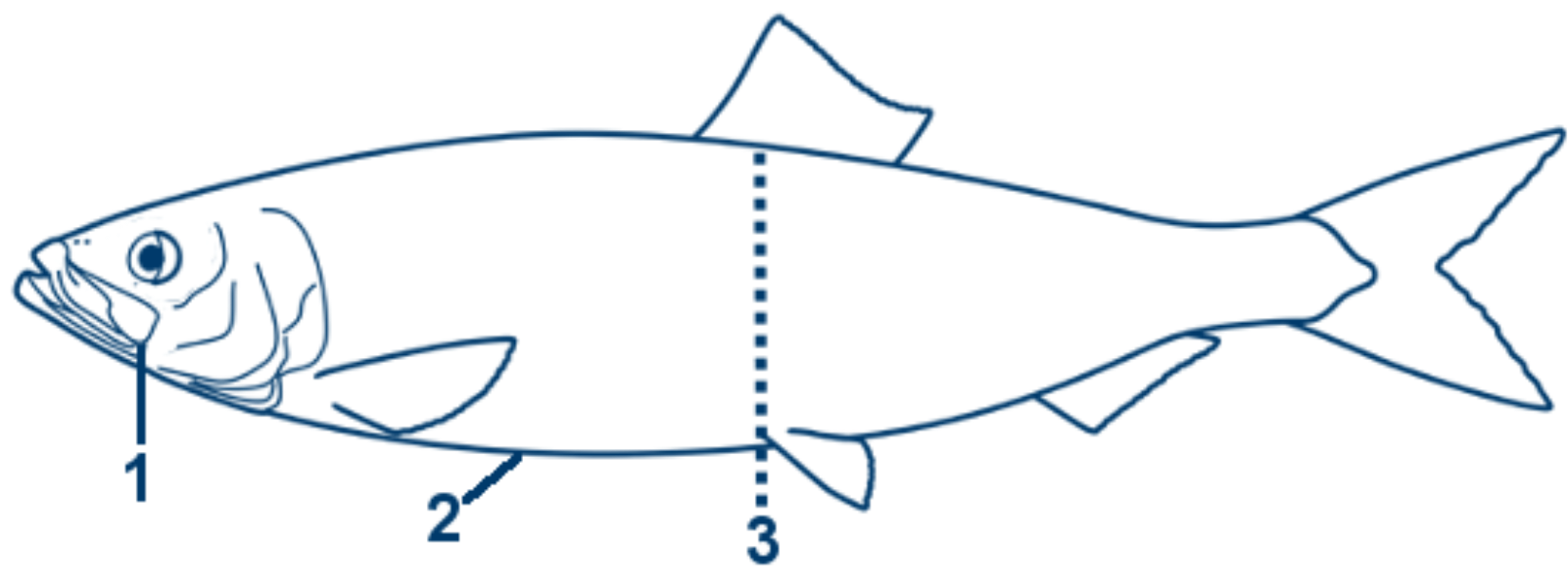 Hering schematische Zeichnung