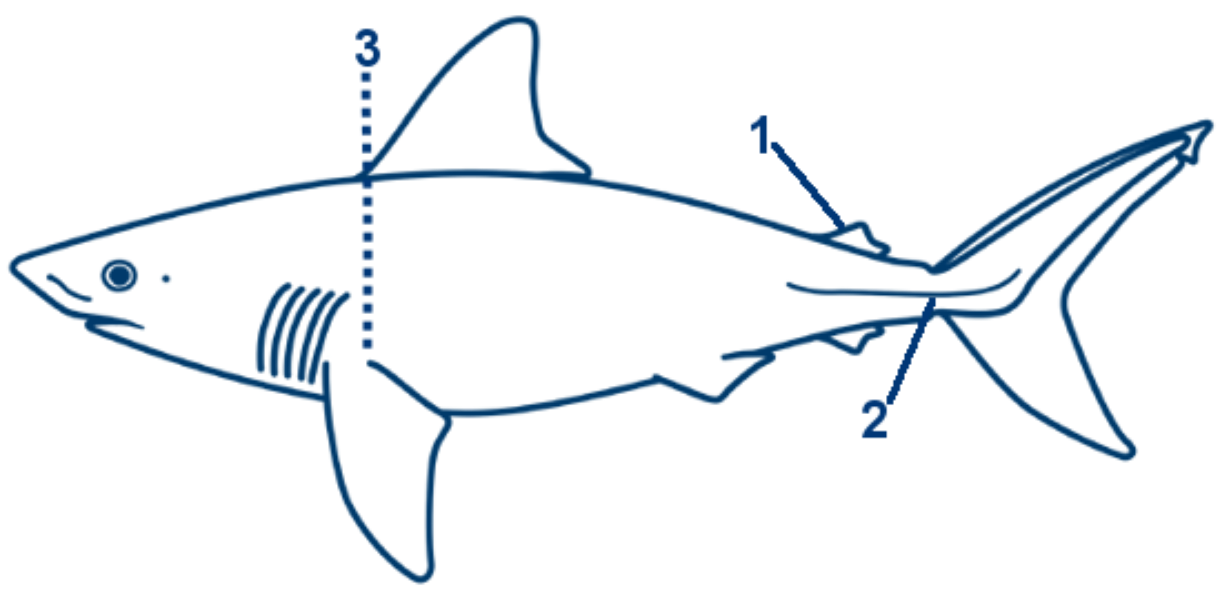 Heringshai schematische Zeichnung