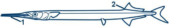 Hornhecht schematische Zeichnung