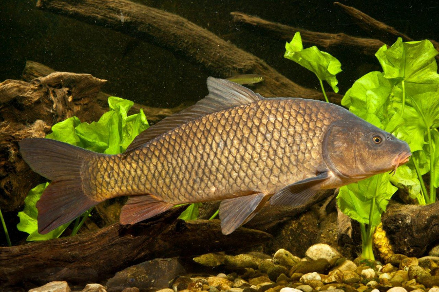 Karpfen in Seitenansicht