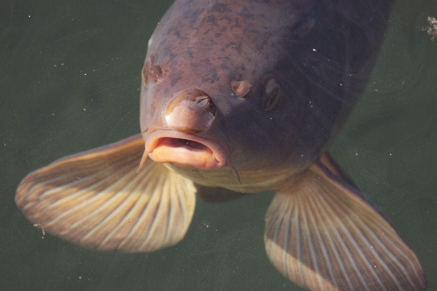 Karpfen steckt Nase aus dem Wasser