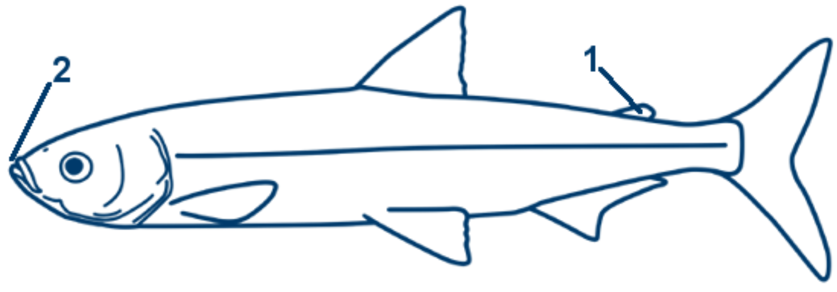 Kleine Maräne schematische Zeichnung