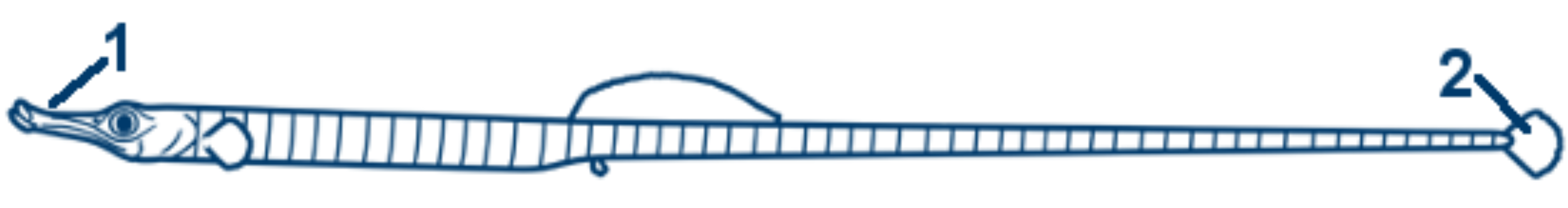 Kleine Seenadel schematische Zeichnung