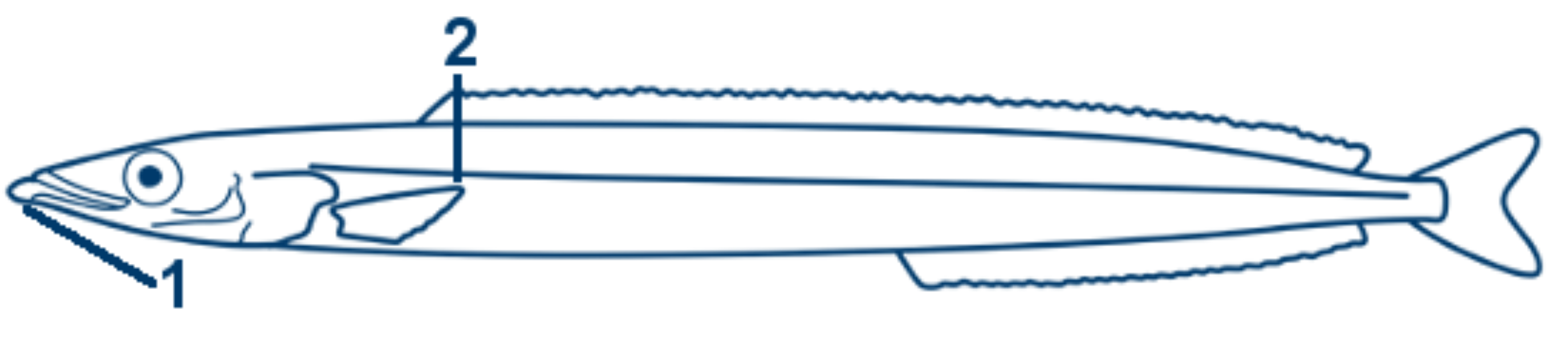 Kleiner Sandaal schematische Zeichnung