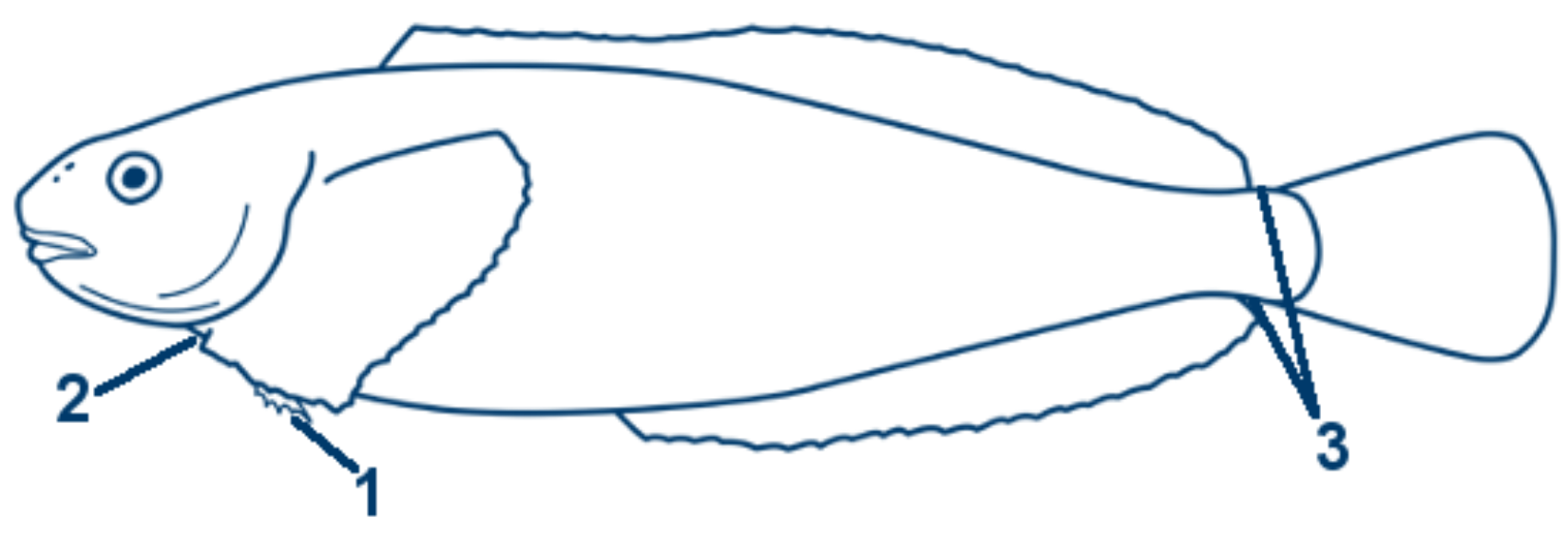 Kleiner Scheibenbauch schematische Zeichnung