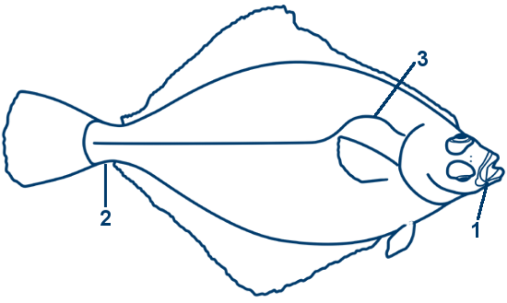 Kliesche schematische Zeichnung