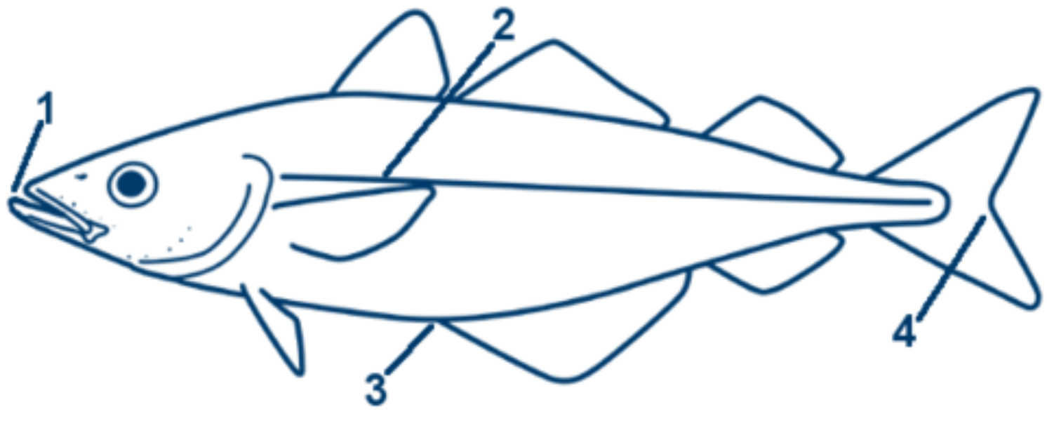 Köhler schematische Zeichnung