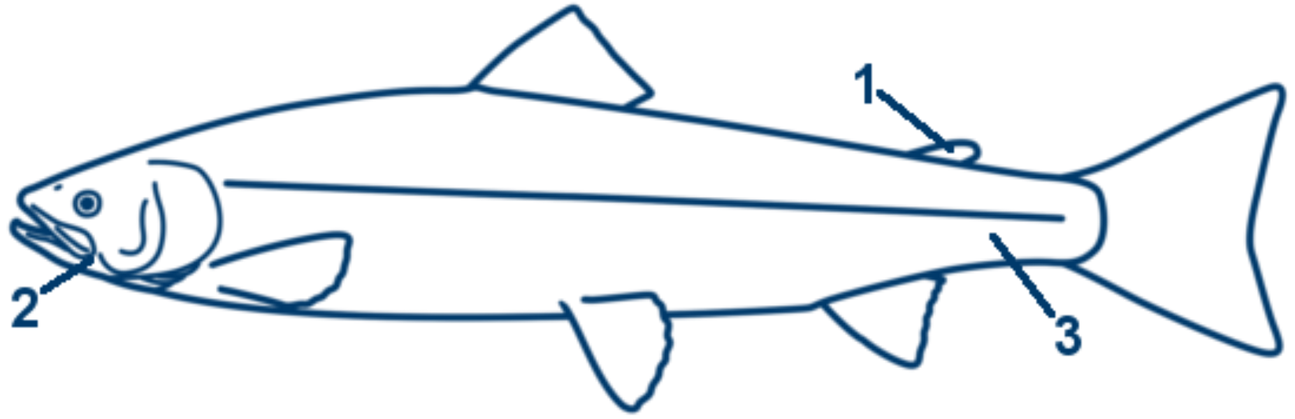 Lachs schematische Zeichnung