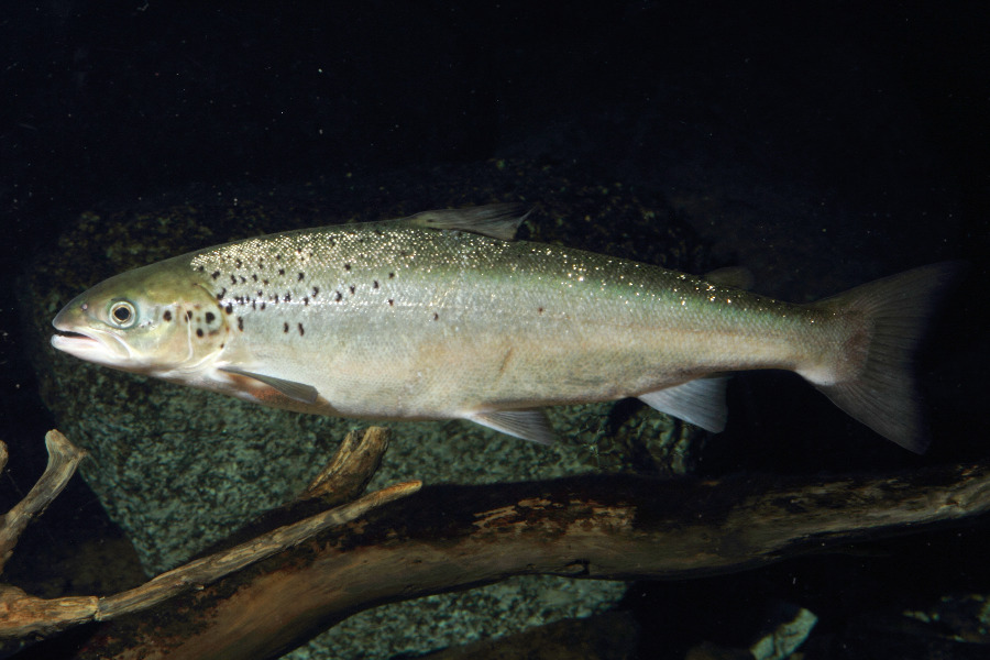 Lachs in Seitenansicht