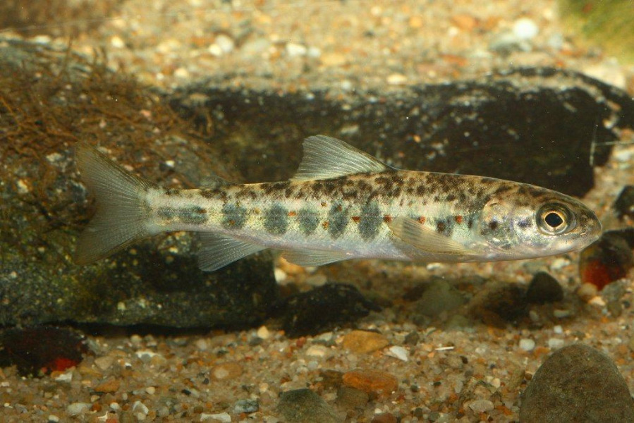 Lachs Jungtier in Seitenansicht