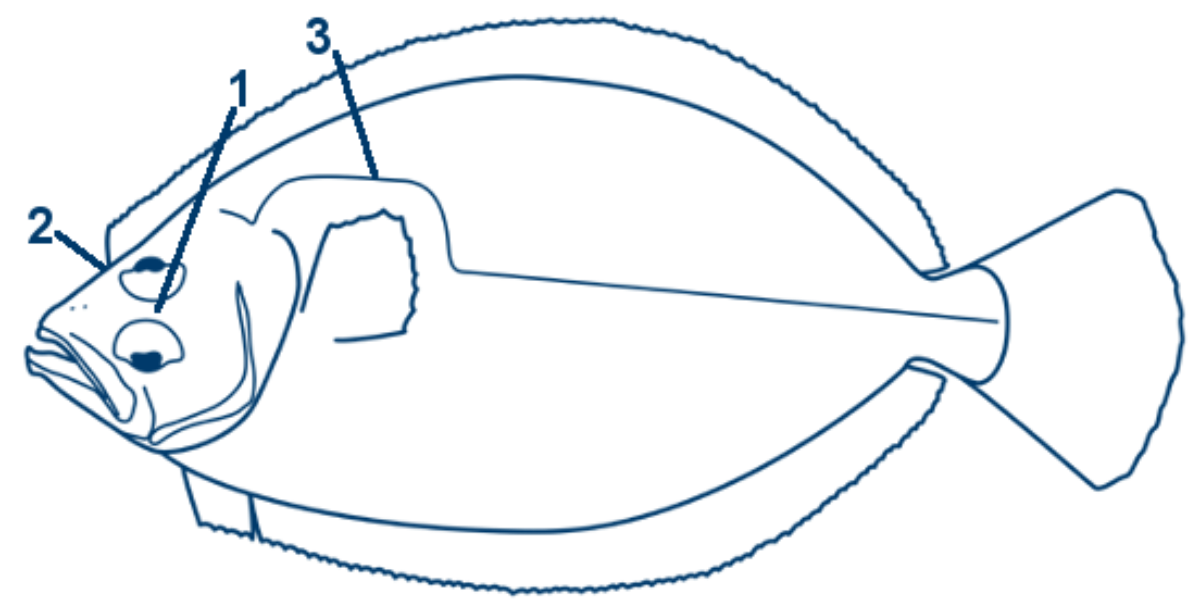 Lammzunge schematische Zeichnung