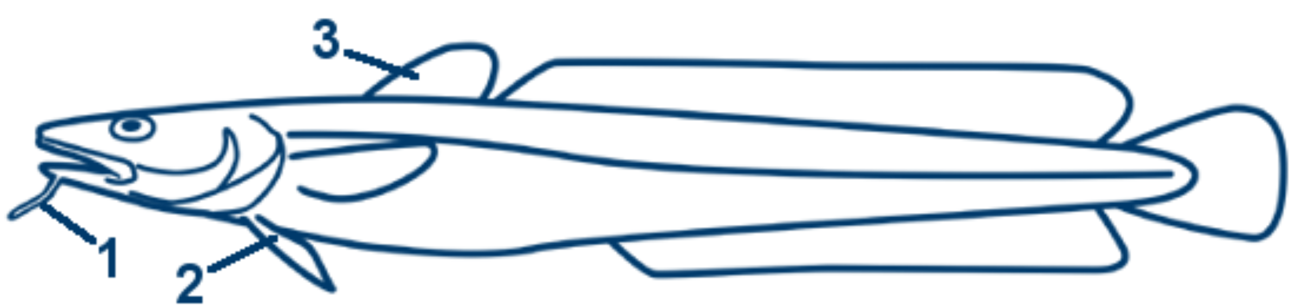 Leng schematische Zeichnung