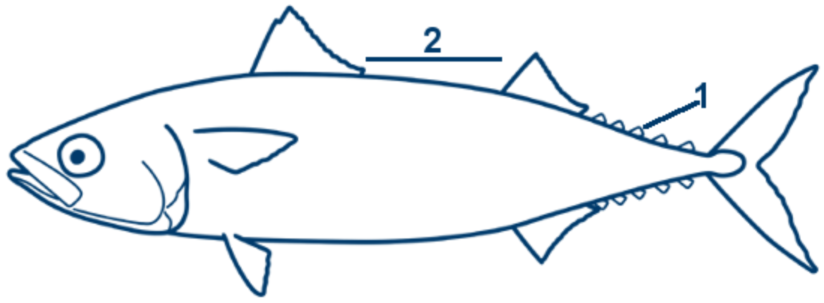 Makrele schematische Zeichnung