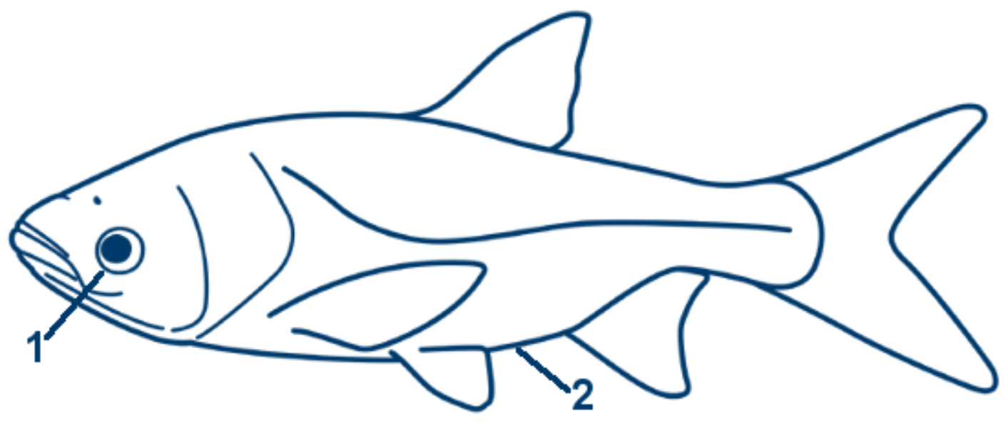 Marmorkarpfen schematische Zeichnung