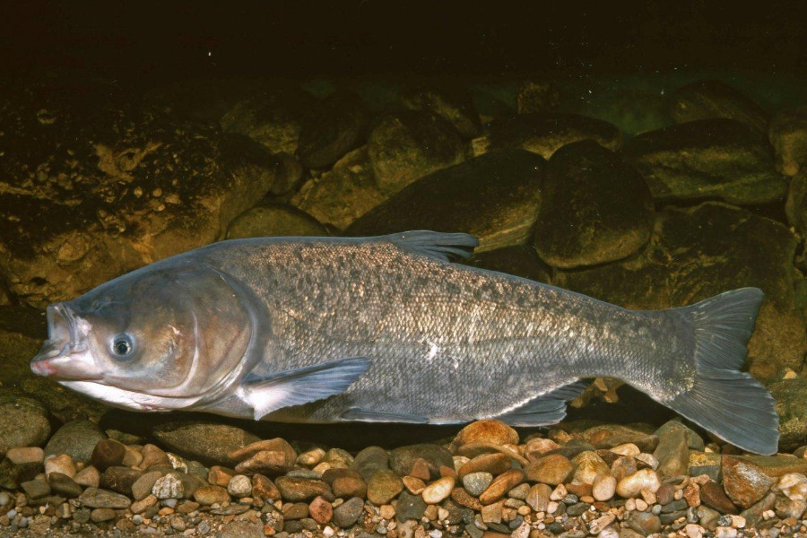 Marmorkarpfen in Seitenansicht