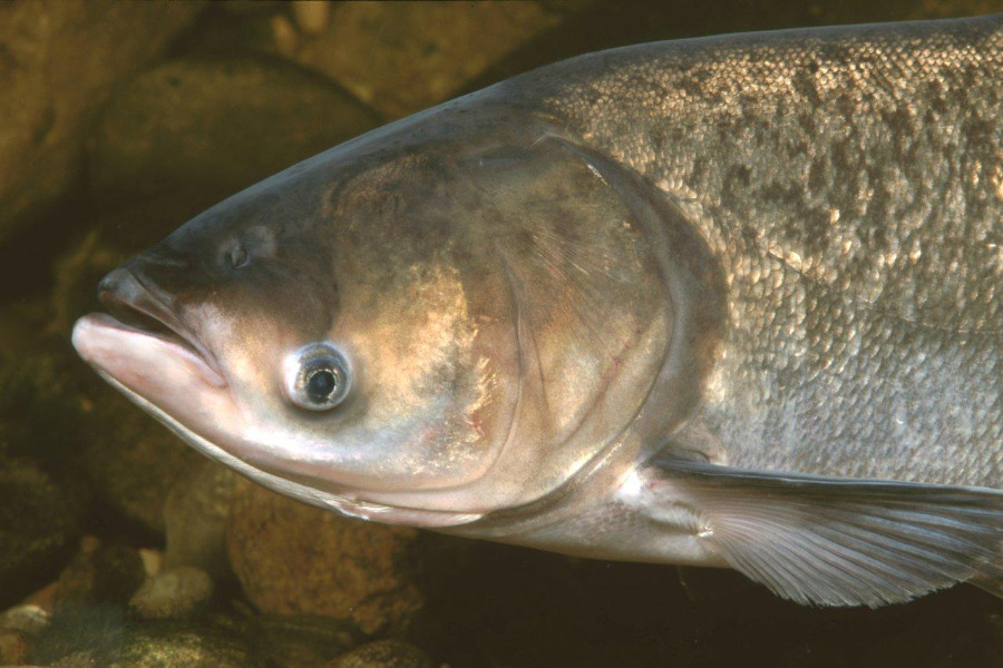 Marmorkarpfen - Kopf in Seitenansicht