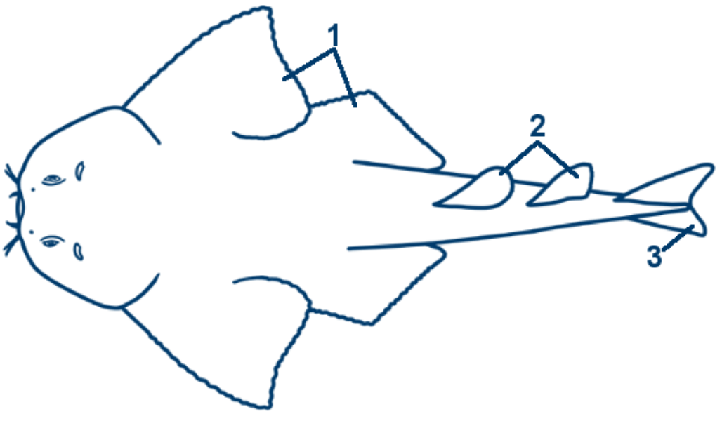 Meerengel schematische Zeichnung