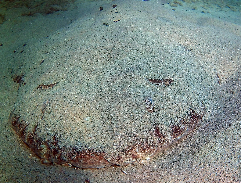 Meerengel im Sand getrant