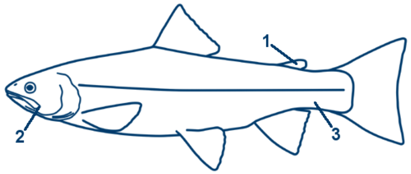 Meerforelle schematische Zeichnung